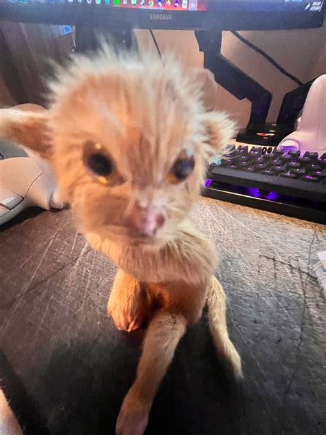 Found this little critter in my basement : r/Weird