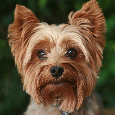 Yorkie Terrier Full Grown