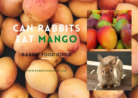 Can Rabbits Eat Mango? 100% Recommended Complete Guide