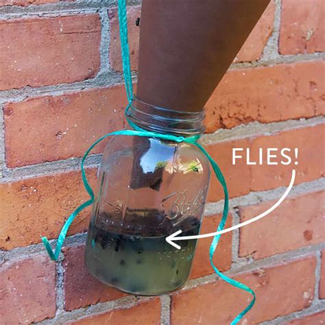 Best Solution For Flies: How To Get Rid Of Fly Traps – OVNI