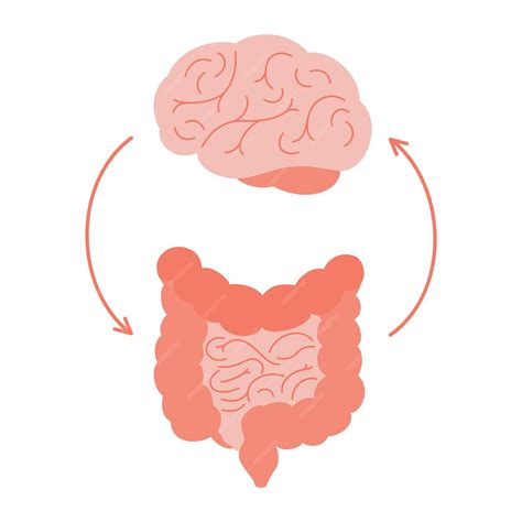 Premium Vector | Connection of cute healthy happy brain and intestine gut Relation health of ...