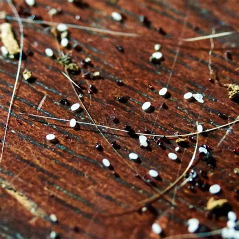 Can Fleas Live on Hardwood Floors? Essential Facts & Proven Prevention