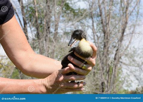 Black Swedish Duck Duckling Stock Photo - Image of plumage, baby: 71880914