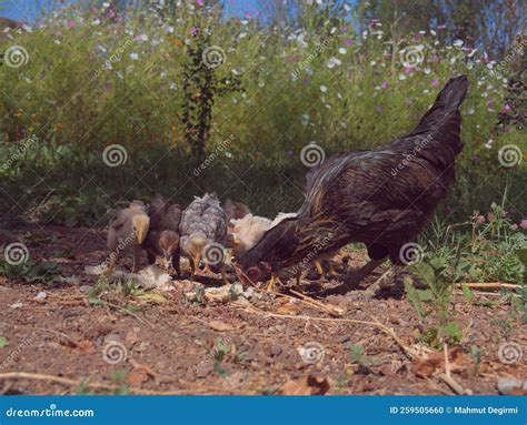 Black Organic Chicken Eating in the Garden with Its Chicks Stock Photo ...