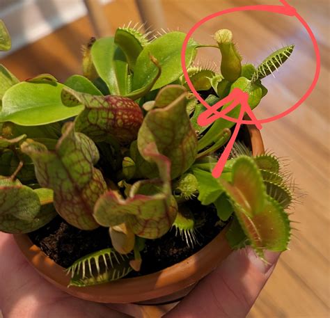 My Venus Fly Trap ate itself? : r/carnivorousplants