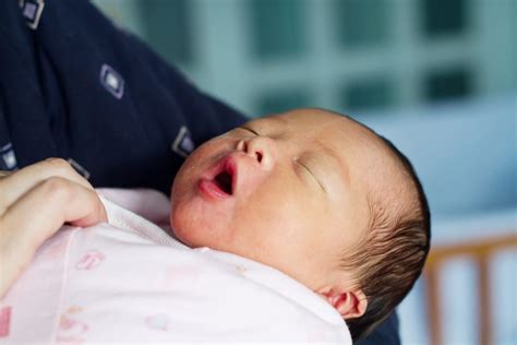 Wildlife Volunteering: How To Volunteer With Wildlife Guide