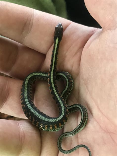 Green Baby Garter Snake