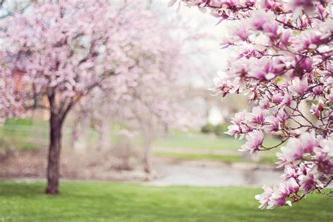 Free Images : branch, flower, spring, produce, pink, cherry blossom ...