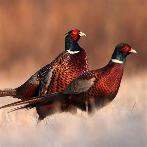 Nebraska Hunting Seasons, Licenses and Regulations | Sportsman's Warehouse