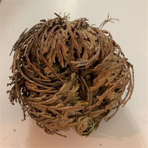 What Is The Rose Of Jericho at Albert Hoopes blog