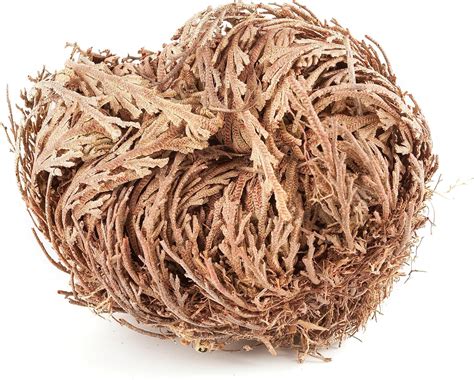 Amazon.com : ONE - Rose of Jericho Flower | Flor de Jericó ...