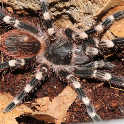 The Pros and Cons Tarantula Keeping | Evolution Reptiles