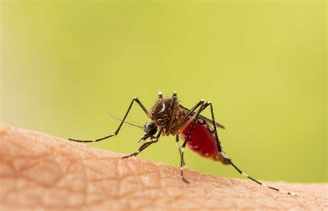 Giant Mosquito Bite