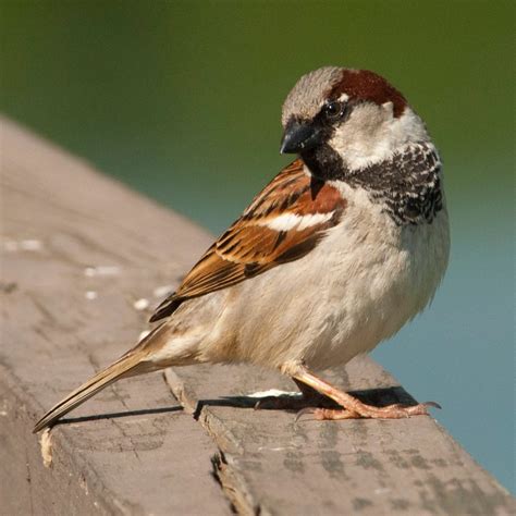 6 Invasive Birds That Are Nonnative to America - Birds and Blooms