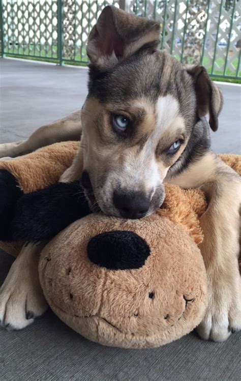 Pitbull Husky German Shepherd Mix