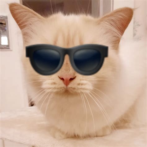 Cat with Sunglasses Emoji Blank Template - Imgflip