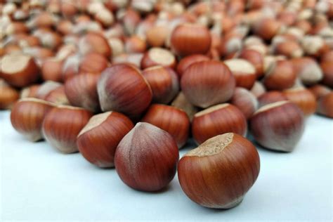 Can Dogs Eat Hazelnuts? | The Canine Nutritionist