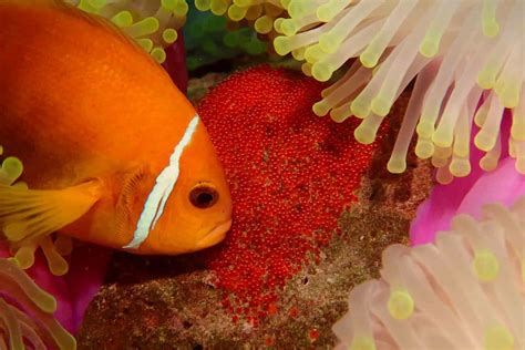 What Fish Eat Clownfish Eggs? A Guide For Reef Keepers