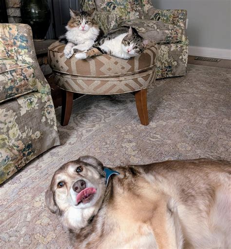 Paws Along the River (@pawsriver.pet.adventures) • Instagram photos and ...