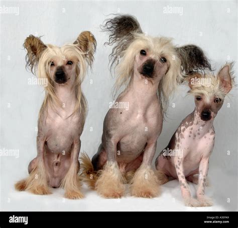 chinese crested dogs Stock Photo - Alamy