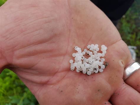 Snail Poop Vs Eggs at Dawn Boykins blog