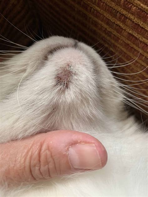 Why Does My Cat Have A Rash On Her Chin at Sue Frye blog