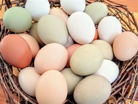 Chicken Eggs vs Duck Eggs: A Healthy Comparison — Heartway Farms