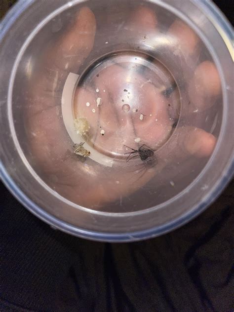 Black widow egg : r/spiders