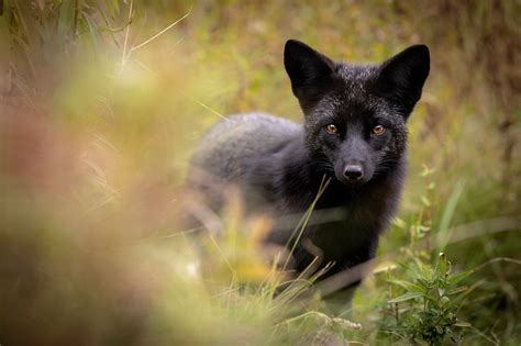 Download Silver Fox (Animal) Animal Fox HD Wallpaper