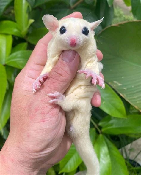Sugar Glider Kiwi at Dorathy Quinones blog