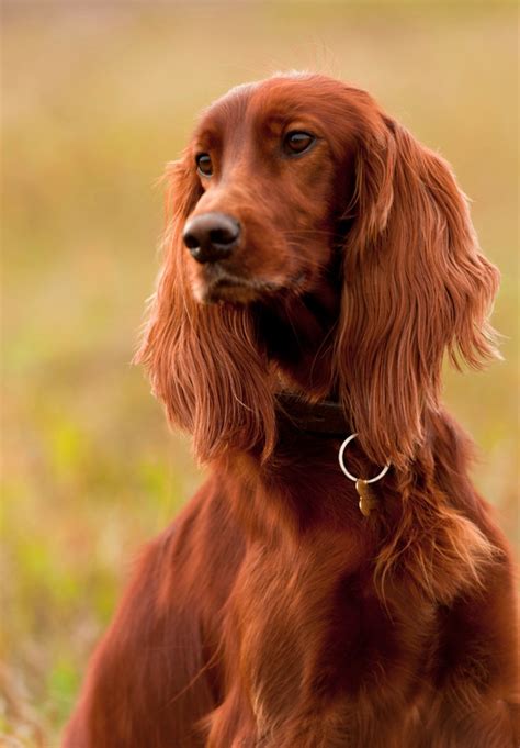 Irish Setter Types at Samantha Wendt blog