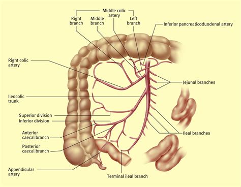 Anatomy of the small intestine (jejunum and ileum) - Surgery - Oxford ...