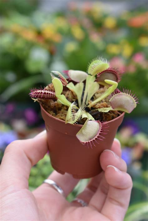 Venus Fly Trap Care Tips - Longfellow's Greenhouses