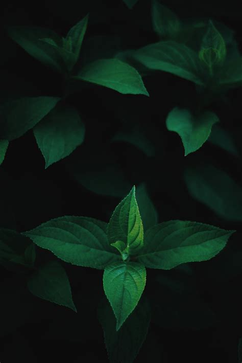 Dark Green Leaves Wallpapers - Top Free Dark Green Leaves Backgrounds ...