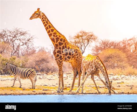 Giraffes and zebra at waterhole Stock Photo - Alamy