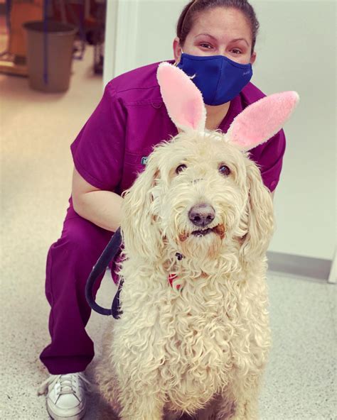 7+ Hope Animal Hospital Vienna Article