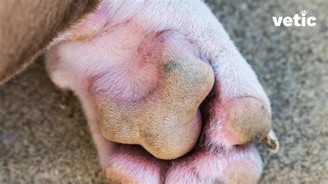 Squamous Cell Carcinoma Dog Paw