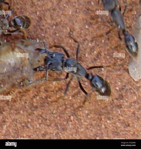 African stink ant (Paltothyreus tarsatus) Insecta Stock Photo - Alamy