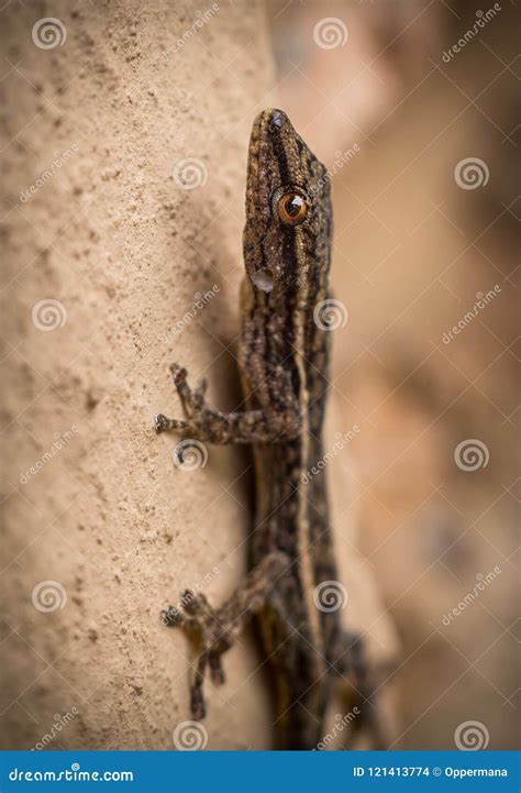 How Do Geckos Climb Up Walls at Randy Aguiar blog