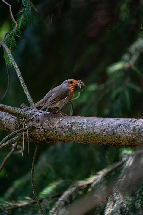 Fichole+Vonrueden+Breasts Photos, Download The BEST Free Fichole+Vonrueden+Breasts Stock Photos ...