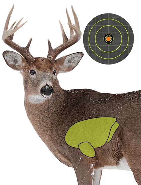 Whitetail Deer Vitals Diagram