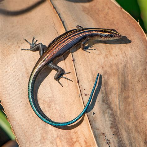 Azure-tailed lizard species rediscovered on Hawaiʻi Island | University ...