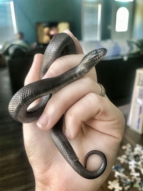 Mexican Black Kingsnake