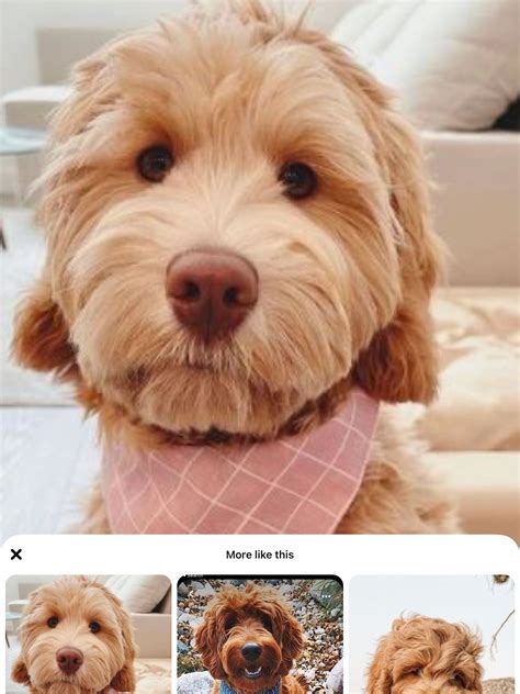 Mini goldendoodle facts cost lifespan size and care – Artofit