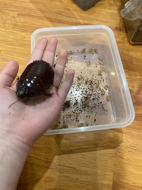 Megabugs: 10 Largest Insects In The World - WhatDeWhat