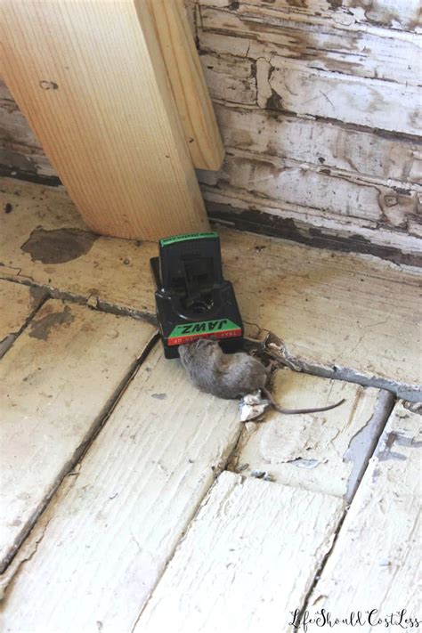 Jawz Mouse Traps Product Review - Life Should Cost Less