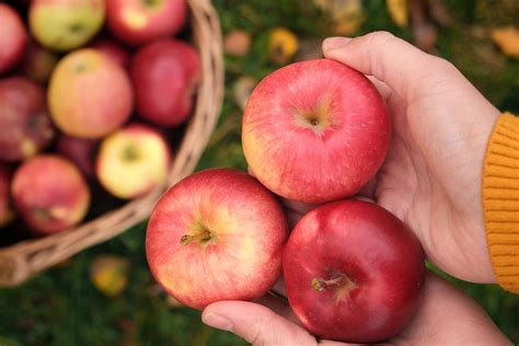 15 Best Apple Picking Orchards in Maryland (2024)