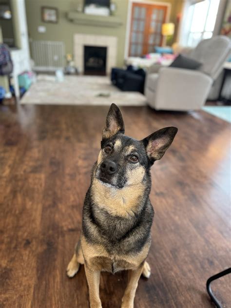 Spindle Cell Sarcoma : r/AustralianCattleDog