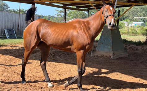 Ringbone In Horses: Causes, Symptoms, And Treatment.