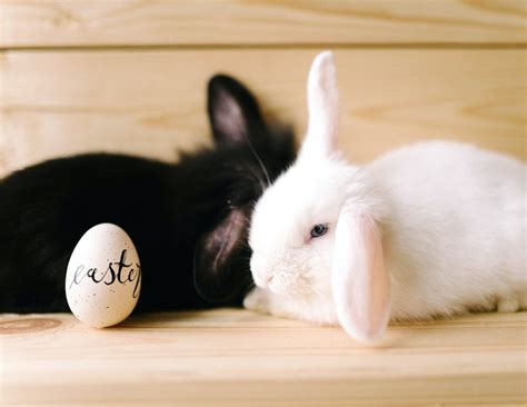 Do Rabbits Lay Eggs? (Easter Bunny Tradition and Facts Explained ...